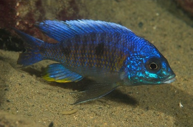 Copadichromis verduyni 'Chiofu'